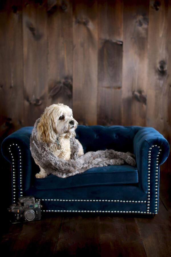 Tov Furniture Dog Beds - Husky Navy Pet Bed Navy