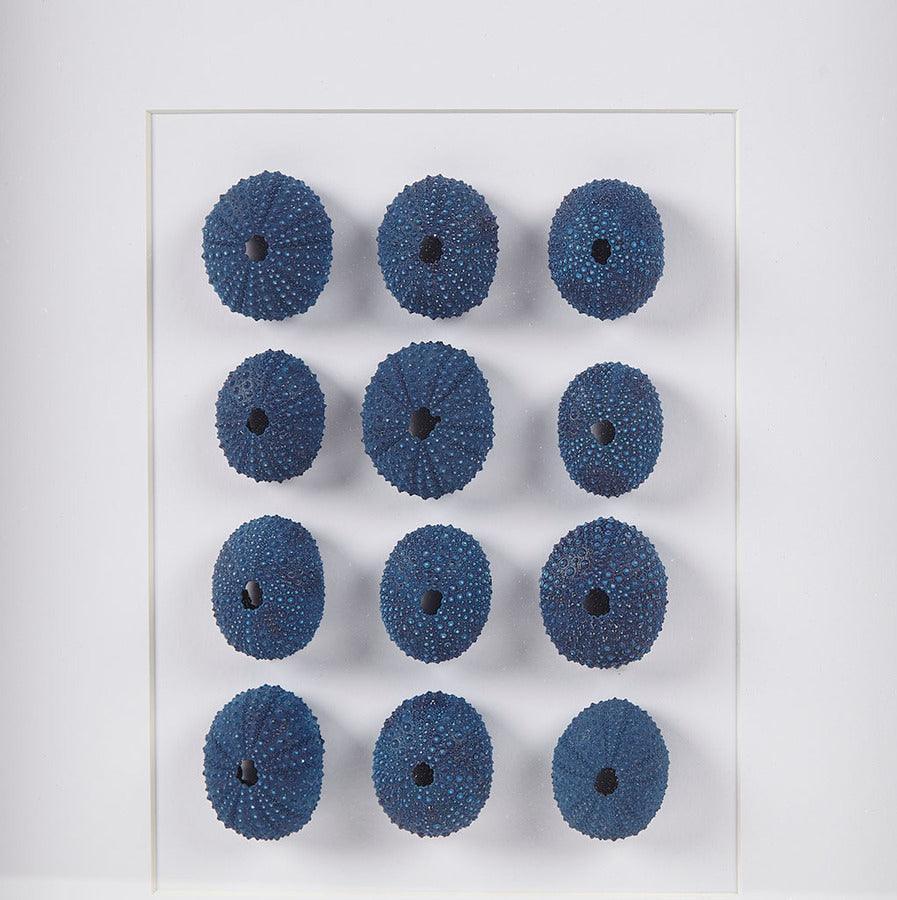 Olliix.com Wall Art - Indigo Modern Shells Real Natural Sea Urchin Framed Shadowbox 15.75x19.69x1.97" Blue