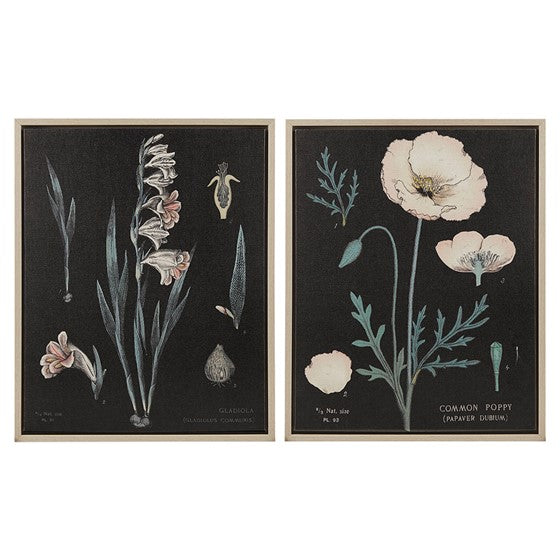Olliix.com Wall Art - Botanical Illustration 2-piece Framed Canvas Wall Art Set Black Multi